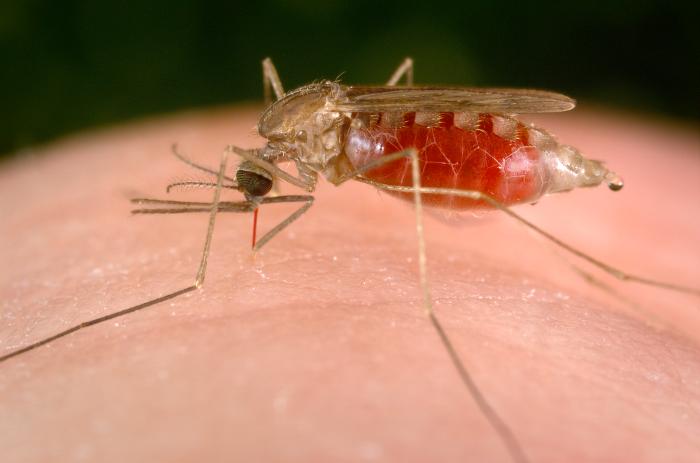 Malaria / Schistosomiasis